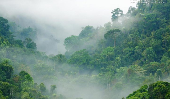 Hutan Hujan Tropis Dan Ciri Cirinya