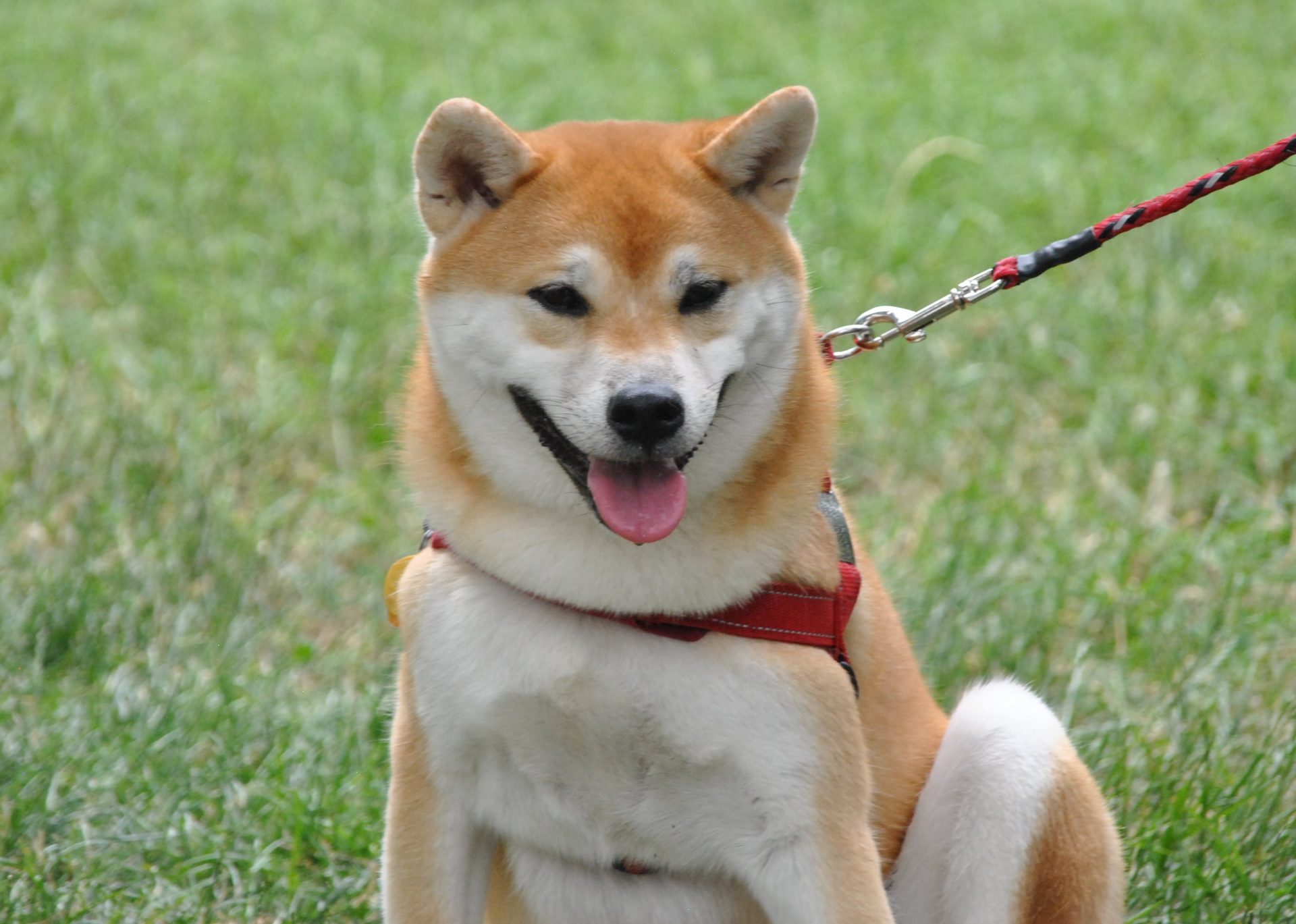 Harga Token Shiba Inu (SHIB) Terbang Tinggi, 'Anjing' Pembunuh Dogecoin