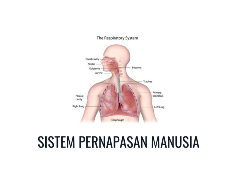 Pengertian Sistem Pernapasan Manusia Organ Sistem Fungsi Cara Kerja Proses