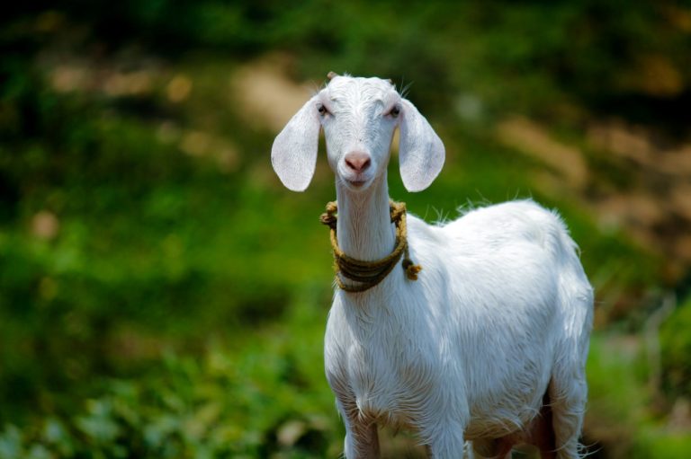 Bolehkah Patungan untuk Beli Kambing Sebagai Hewan Kurban