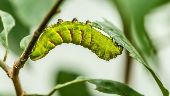 Jenis-Jenis Hewan Berdasarkan Fisiologi: Invertebrata dan Vertebrata