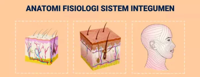 Mengenal Sistem Integumen (Integumentary System): Pengertian, Jenis dan Fungsinya