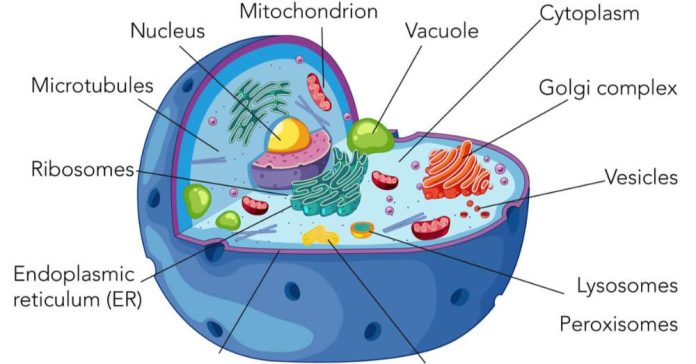 Mengenal Jaringan, Organ, Sistem Organ pada Hewan