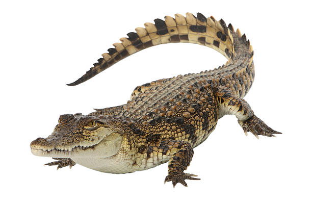 Crocodile