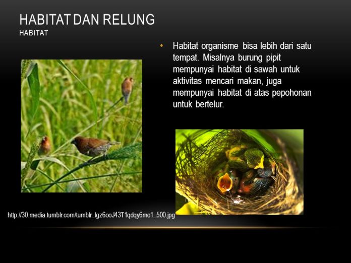 Apa Itu Relung, Fungsi, dan Contohnya dalam Biologi