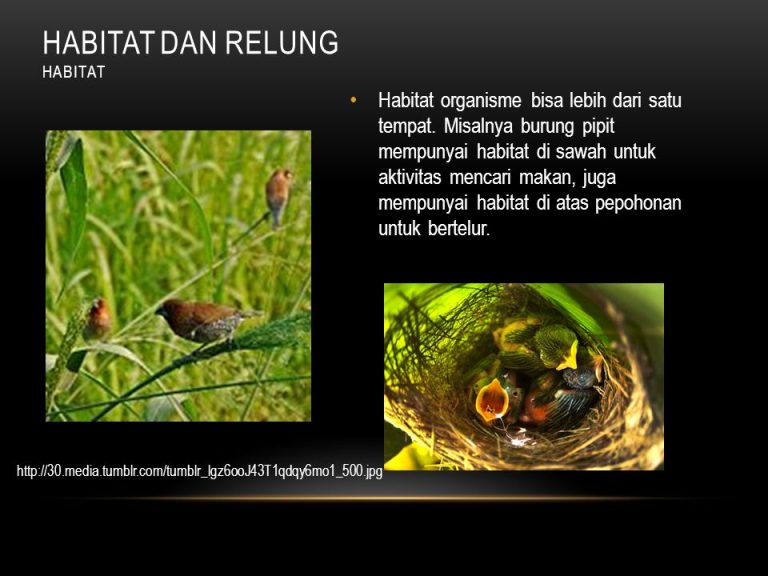 Apa Itu Relung, Fungsi, dan Contohnya dalam Biologi??