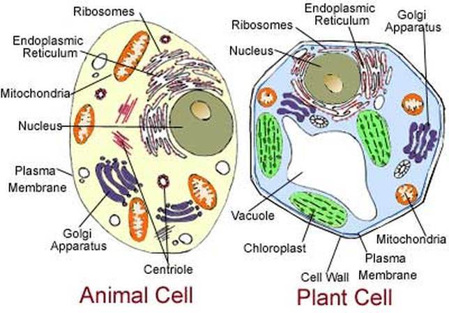 Mengenal jaringan, Organ dan Sistem Organ pada Tumbuhan