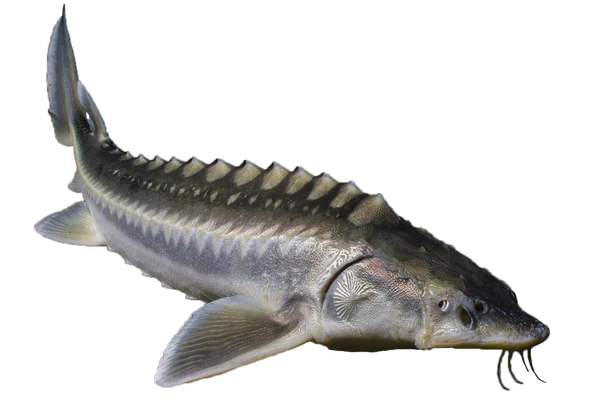 Sturgeon