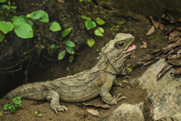 Tuatara