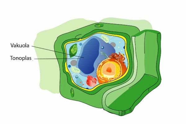 Mengenal Struktur Sel Tumbuhan Beserta Fungsinya