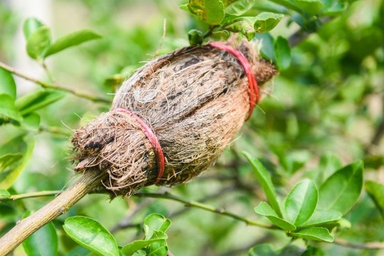 5 Cara Perkembangbiakan Vegetatif Buatan pada Tumbuhan