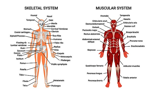 pengertian, jenis, dan fungsi dari sistem otot manusia