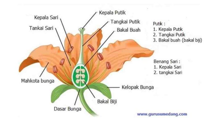 Perkembangbiakan Generatif pada Tumbuhan: Pengertian, Jenis, dan Manfaatnya