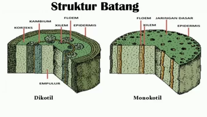 Batang tanaman monokotil dan dikotil