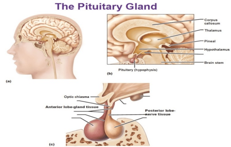 Mengenal Kelenjar Hipofisis atau Kelenjar Pituitari