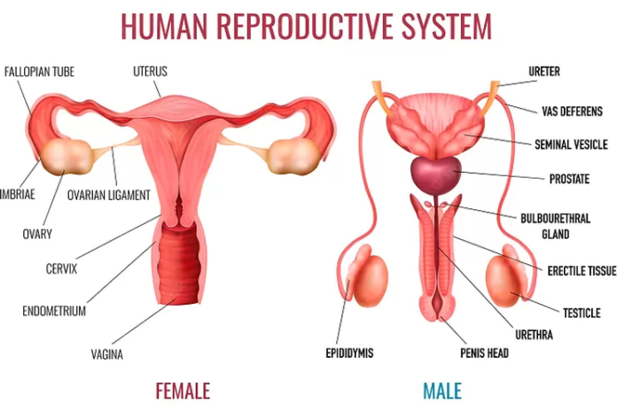 Sistem Reproduksi Pria dan Wanita