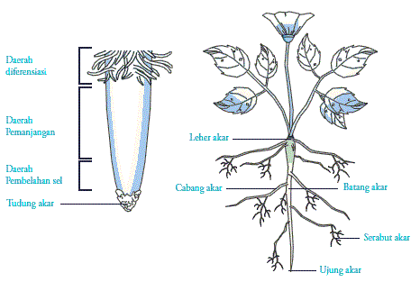 Struktur Akar Beserta Fungsinya