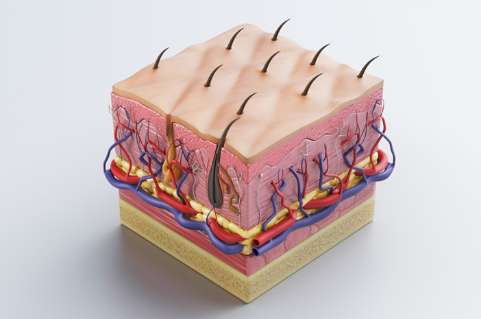 Tiga Lapisan Utama Pada Kulit Manusia
