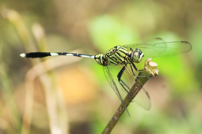 Metamorfosis Tidak Sempurna