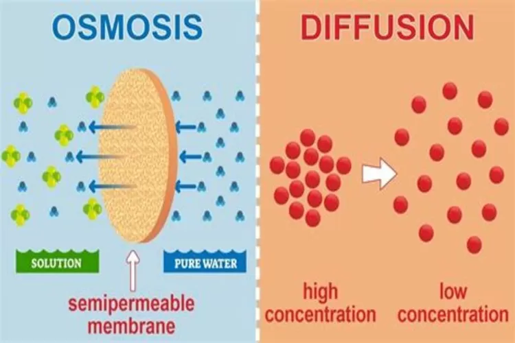 Difusi dan Osmosis: Proses dan Perbedaannya