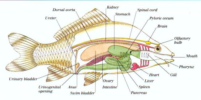 proses osmoregulasi