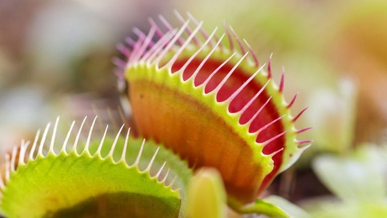 Mengenal  Venus Flytrap (Dionaea Muscipula)