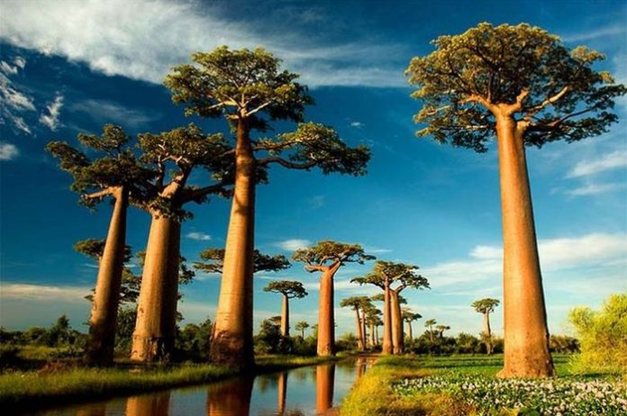 Baobab (Adansonia) Tumbuhan Unik Di Dunia.