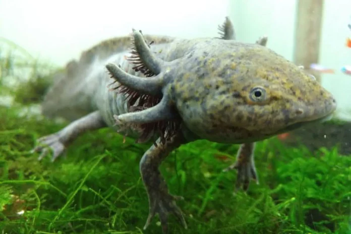 karakteristik menarik dari axolotl