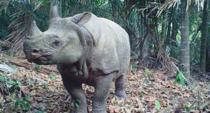 Badak Jawa (Rhinoceros sondaicus)