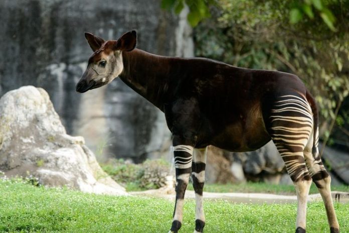 karakteristik okapi hewan unik dunia