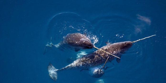 karakteristik Narwhal Hewan Unik Di Dunia