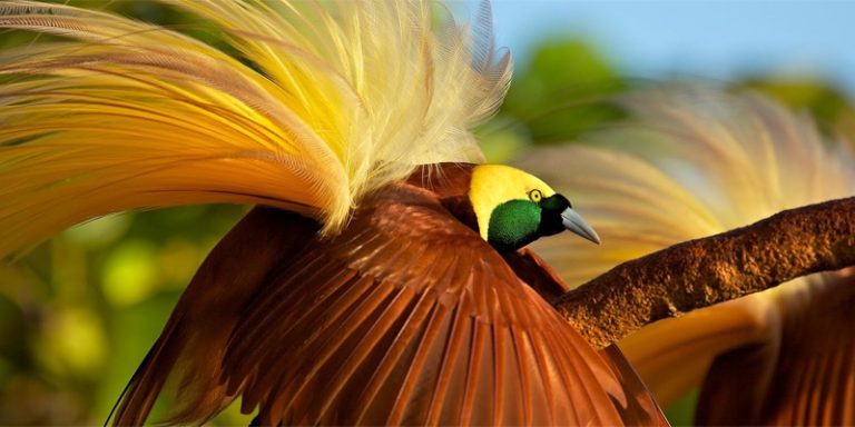 Mengenal Salah Satu Burung Cantik di Indonesia, Burung Cenderawasih