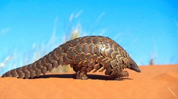 Pangolin Hewan Unik Di Dunia