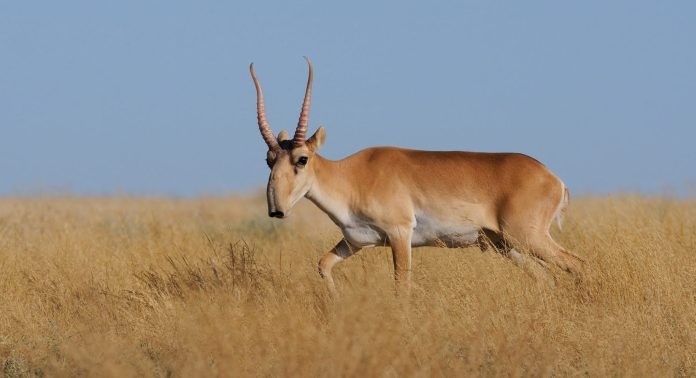 Karakteristik Saiga Antelope hewan unik dunia