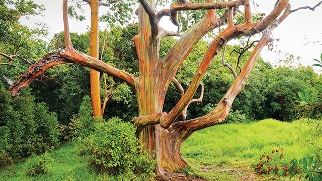 Rainbow Eucalyptus (Eucalyptus deglupta).