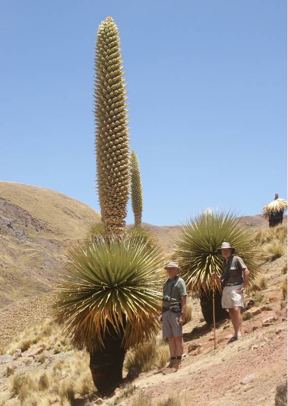 Puya Raimondii .