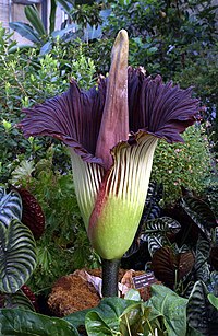  Amorphophallus Titanum Tumbuhan Unik Di Dunia.