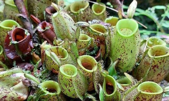 Tumbuhan Air Kantung Semar (Nepenthes).