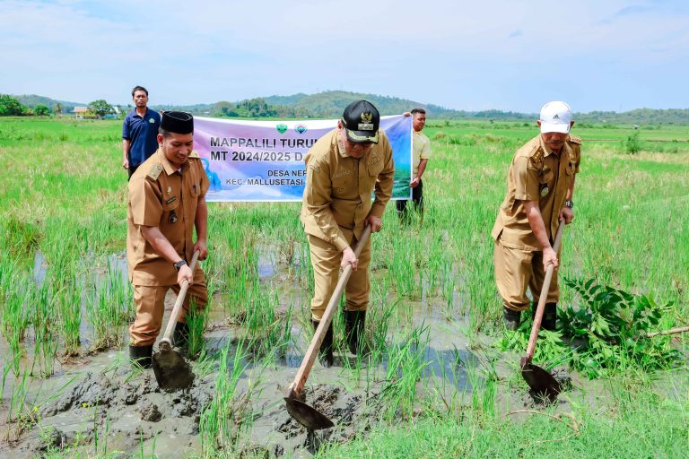 Bupati Barru Hadiri Upacara Adat Mappalili, Dorong Petani Tingkatkan Produktivitas