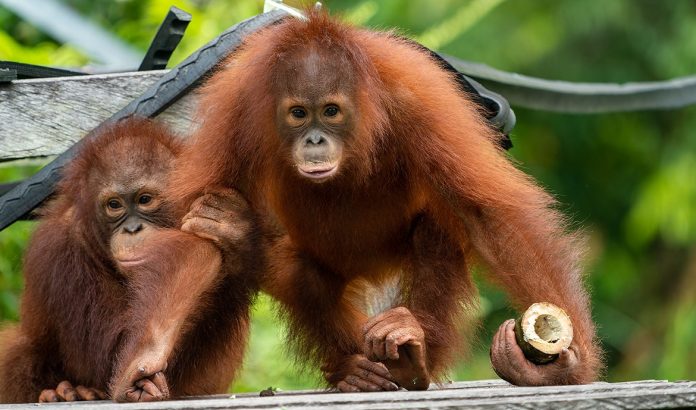 Orangutan Kalimantan (Pongo pygmaeus)