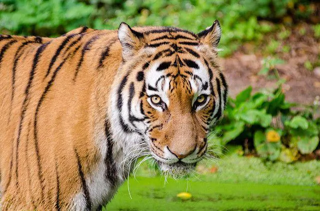 Harimau Sumatera (Panthera tigris sumatrae)