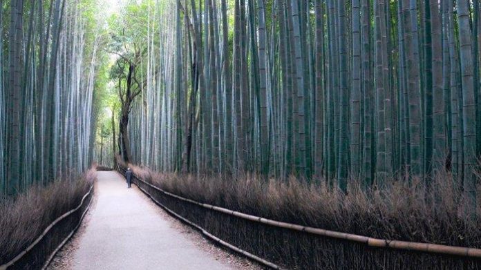 hutan bambu arashiyama