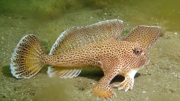 Ikan Handfish Hewan Unik Di Dunia