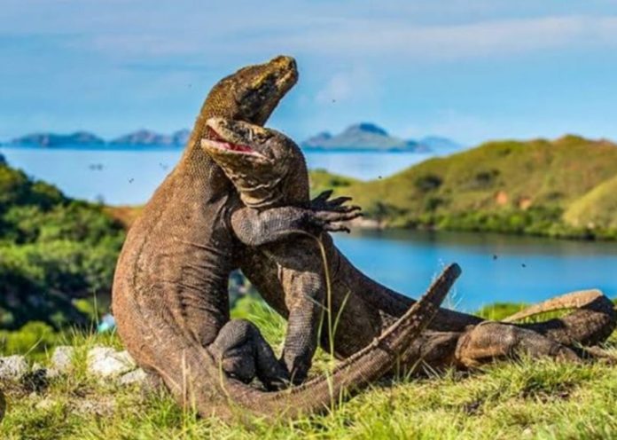 Tips Wisata Aman dan Menyenangkan ke Pulau Komodo