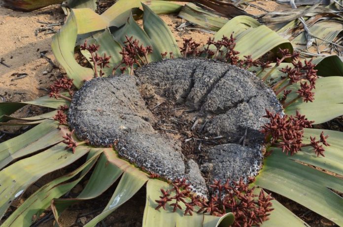 Welwitschia Mirabilis tumbuhan terunik di dunia.