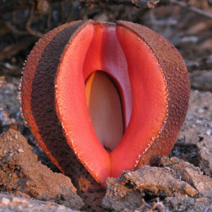 Hydnora Africana Tumbuhan Unik Di Dunia