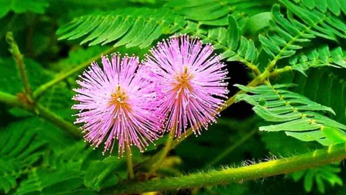 Mimosa Pudica (Putri Malu)