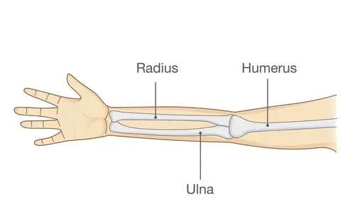 Anatomi Tendon