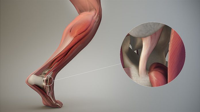 Regenerasi Ligamen