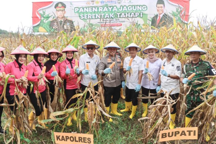 Panen Raya Jagung